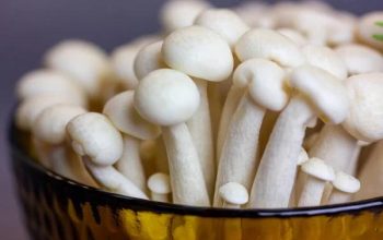 Best Storage Conditions for Maintaining CBD, THC, and Mushroom Product Stability