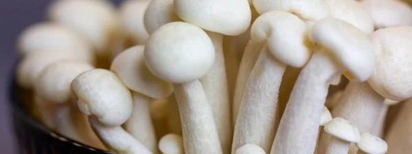 Best Storage Conditions for Maintaining CBD, THC, and Mushroom Product Stability